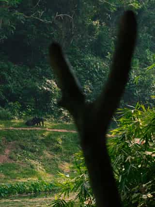 Bonobos in a preservation park
